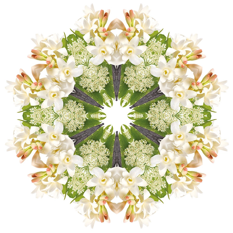 Navullingen autodiffuser 2 stuks Angélique Noire - Zwarte angelica