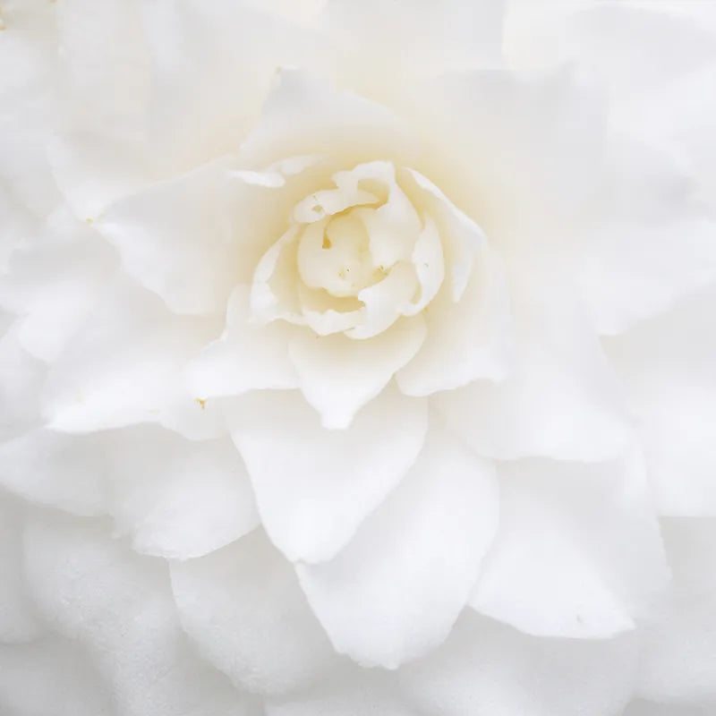 Geurbloem 100 ml White Camellia | Witte Camelia