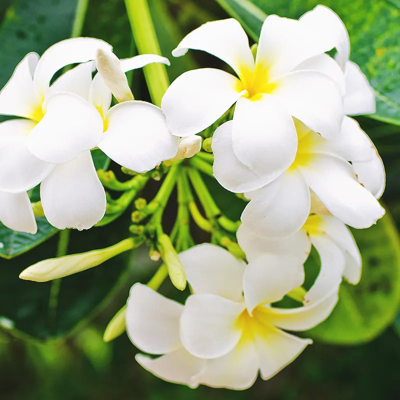 Geurbloem 100 ml Monoï Flower | Monoï-bloem