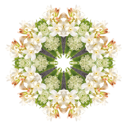 Lampe Berger huisparfum Angélique Noire - Zwarte angelica