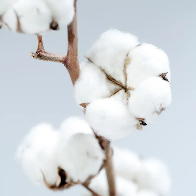 Geurbloem 100 ml Cotton Flower | Katoenbloem
